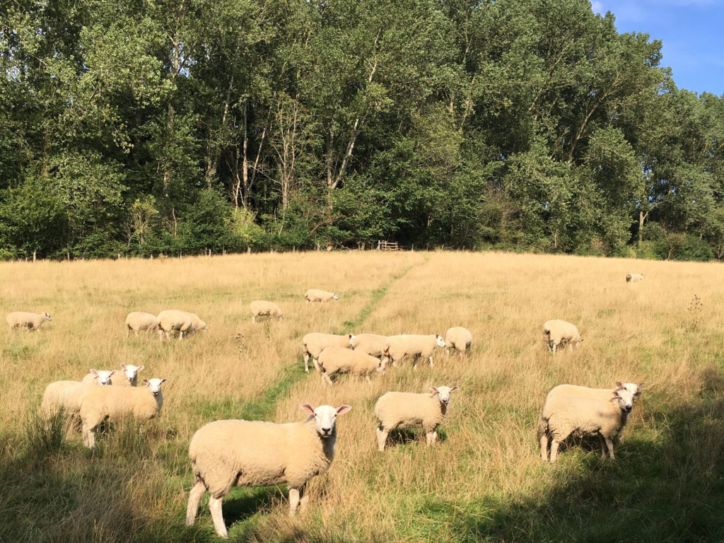 Heading Up Towards Dodnash Wood