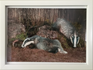 Badgers