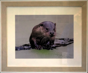 Otter